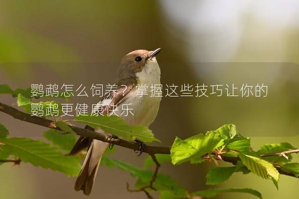 鹦鹉怎么饲养？掌握这些技巧让你的鹦鹉更健康快乐