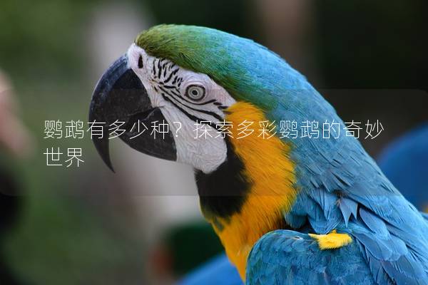 鹦鹉有多少种？探索多彩鹦鹉的奇妙世界