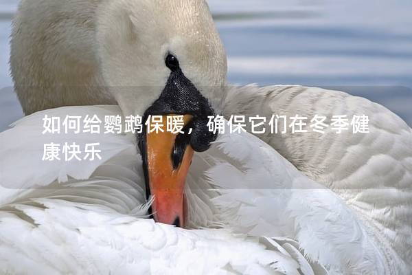 如何给鹦鹉保暖，确保它们在冬季健康快乐