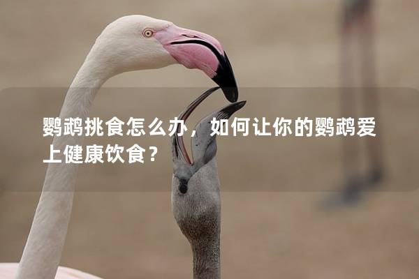 鹦鹉挑食怎么办，如何让你的鹦鹉爱上健康饮食？
