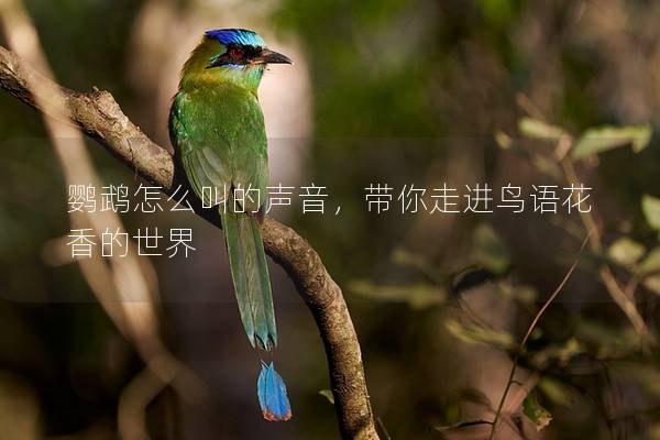 鹦鹉怎么叫的声音，带你走进鸟语花香的世界