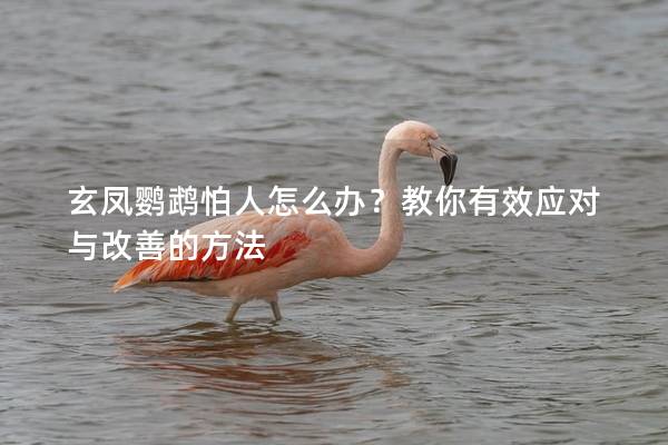 玄凤鹦鹉怕人怎么办？教你有效应对与改善的方法