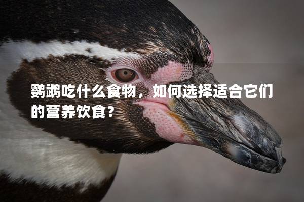 鹦鹉吃什么食物，如何选择适合它们的营养饮食？