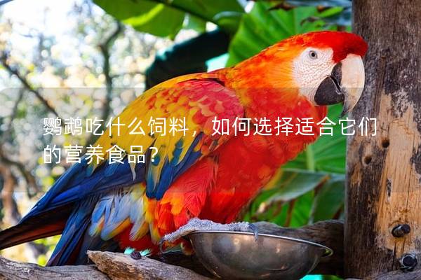 鹦鹉吃什么饲料，如何选择适合它们的营养食品？