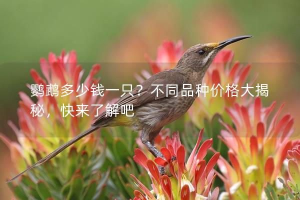 鹦鹉多少钱一只？不同品种价格大揭秘，快来了解吧