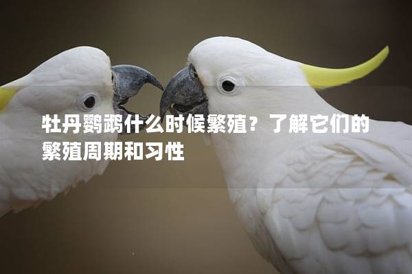 牡丹鹦鹉什么时候繁殖？了解它们的繁殖周期和习性