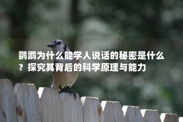 鹦鹉为什么能学人说话的秘密是什么？探究其背后的科学原理与能力