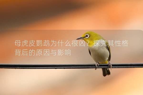 母虎皮鹦鹉为什么很凶？探究其性格背后的原因与影响