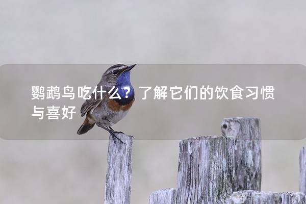 鹦鹉鸟吃什么？了解它们的饮食习惯与喜好