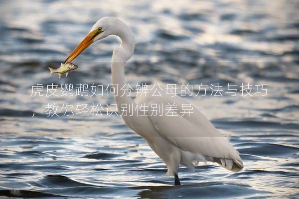虎皮鹦鹉如何分辨公母的方法与技巧，教你轻松识别性别差异