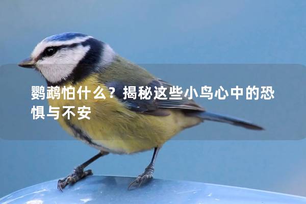 鹦鹉怕什么？揭秘这些小鸟心中的恐惧与不安
