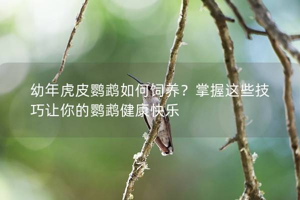 幼年虎皮鹦鹉如何饲养？掌握这些技巧让你的鹦鹉健康快乐