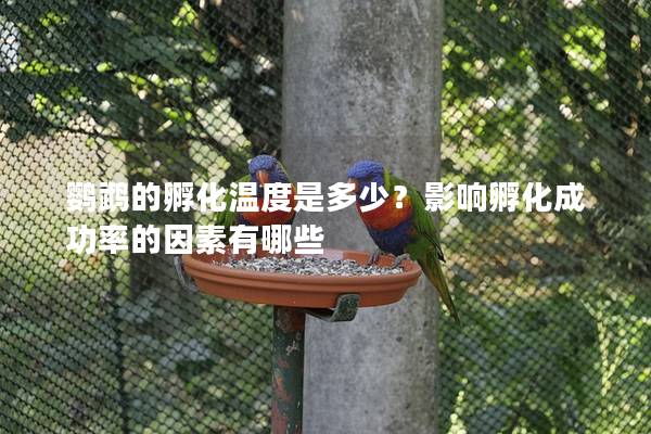 鹦鹉的孵化温度是多少？影响孵化成功率的因素有哪些