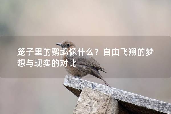 笼子里的鹦鹉像什么？自由飞翔的梦想与现实的对比
