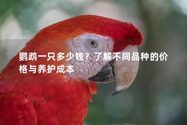 鹦鹉一只多少钱？了解不同品种的价格与养护成本