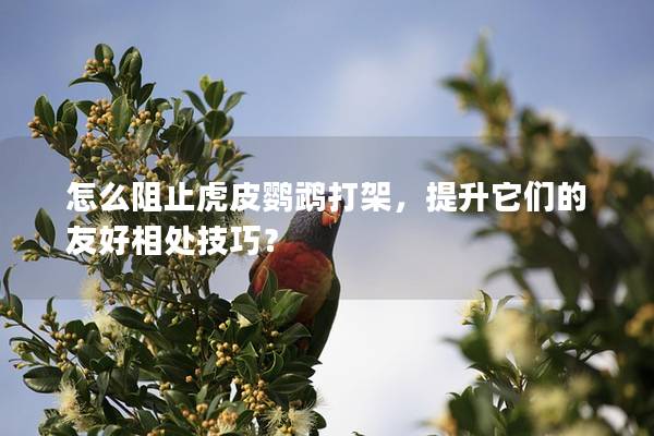 怎么阻止虎皮鹦鹉打架，提升它们的友好相处技巧？