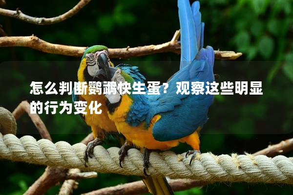 怎么判断鹦鹉快生蛋？观察这些明显的行为变化