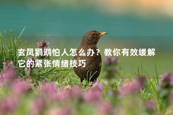 玄凤鹦鹉怕人怎么办？教你有效缓解它的紧张情绪技巧