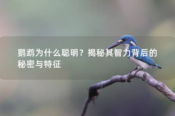 鹦鹉为什么聪明？揭秘其智力背后的秘密与特征