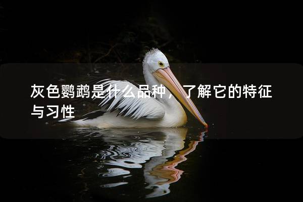 灰色鹦鹉是什么品种，了解它的特征与习性