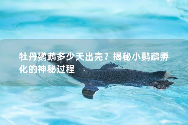 牡丹鹦鹉多少天出壳？揭秘小鹦鹉孵化的神秘过程