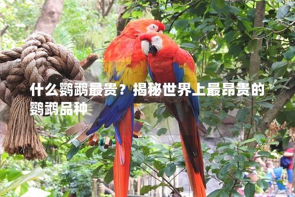 什么鹦鹉最贵？揭秘世界上最昂贵的鹦鹉品种