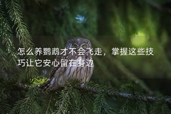 怎么养鹦鹉才不会飞走，掌握这些技巧让它安心留在身边