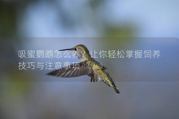 吸蜜鹦鹉怎么养？让你轻松掌握饲养技巧与注意事项