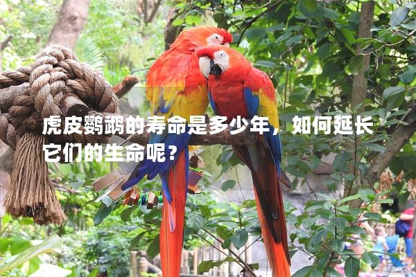 虎皮鹦鹉的寿命是多少年，如何延长它们的生命呢？