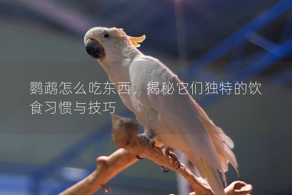 鹦鹉怎么吃东西，揭秘它们独特的饮食习惯与技巧