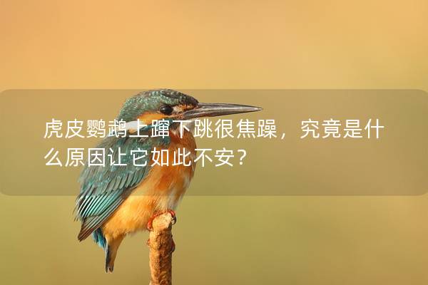 虎皮鹦鹉上蹿下跳很焦躁，究竟是什么原因让它如此不安？