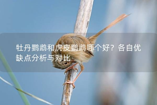 牡丹鹦鹉和虎皮鹦鹉哪个好？各自优缺点分析与对比