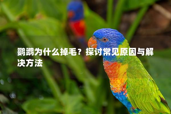 鹦鹉为什么掉毛？探讨常见原因与解决方法