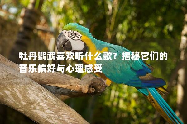 牡丹鹦鹉喜欢听什么歌？揭秘它们的音乐偏好与心理感受