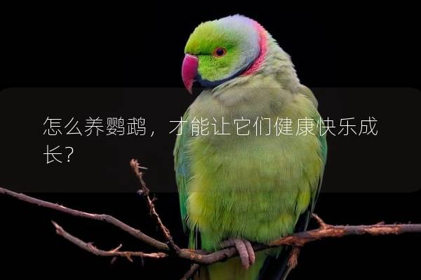怎么养鹦鹉，才能让它们健康快乐成长？