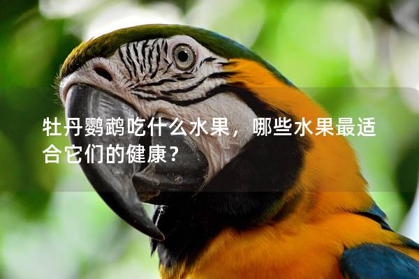 牡丹鹦鹉吃什么水果，哪些水果最适合它们的健康？