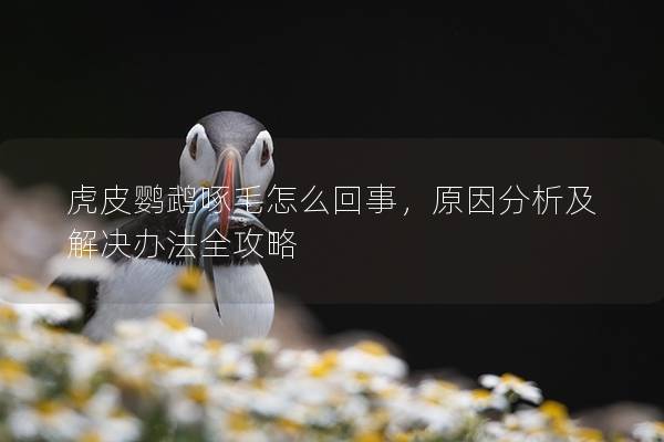 虎皮鹦鹉啄毛怎么回事，原因分析及解决办法全攻略