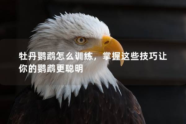 牡丹鹦鹉怎么训练，掌握这些技巧让你的鹦鹉更聪明