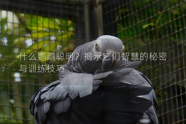 什么鹦鹉聪明？揭示它们智慧的秘密与训练技巧