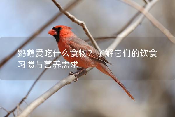 鹦鹉爱吃什么食物？了解它们的饮食习惯与营养需求