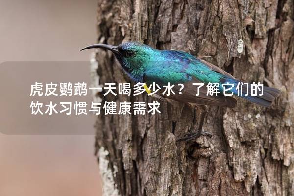 虎皮鹦鹉一天喝多少水？了解它们的饮水习惯与健康需求