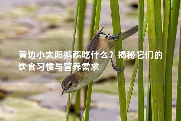 黄边小太阳鹦鹉吃什么？揭秘它们的饮食习惯与营养需求