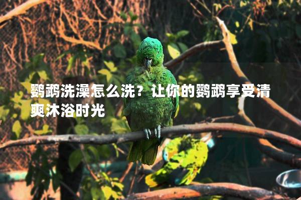 鹦鹉洗澡怎么洗？让你的鹦鹉享受清爽沐浴时光