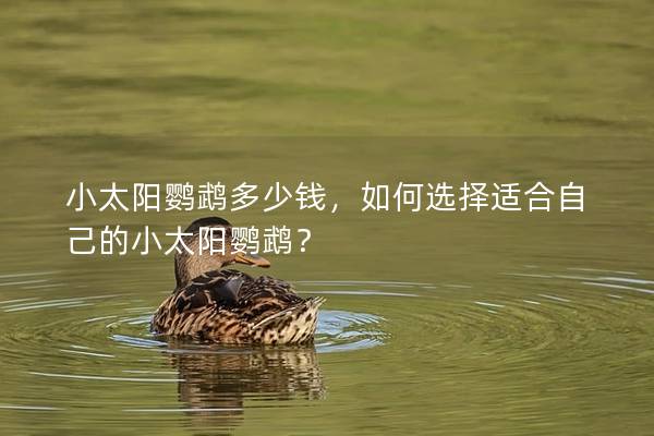 小太阳鹦鹉多少钱，如何选择适合自己的小太阳鹦鹉？