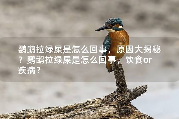 鹦鹉拉绿屎是怎么回事，原因大揭秘？鹦鹉拉绿屎是怎么回事，饮食or疾病？
