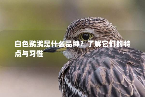 白色鹦鹉是什么品种？了解它们的特点与习性