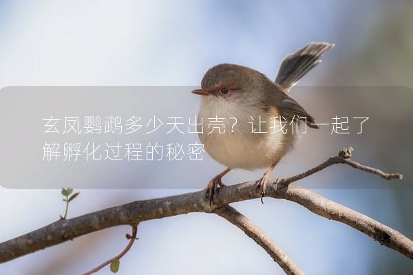 玄凤鹦鹉多少天出壳？让我们一起了解孵化过程的秘密