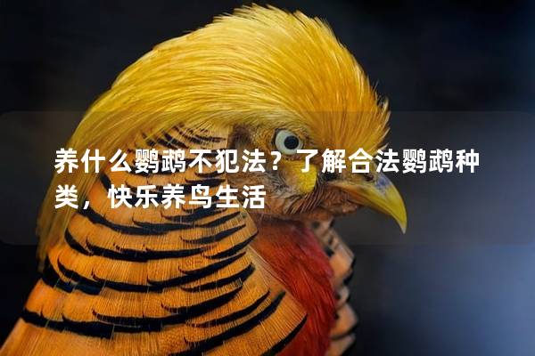 养什么鹦鹉不犯法？了解合法鹦鹉种类，快乐养鸟生活
