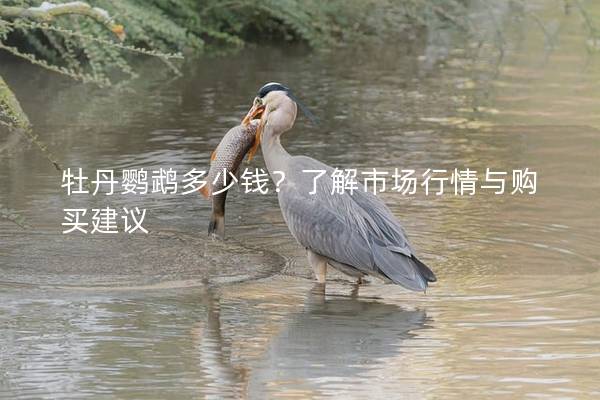 牡丹鹦鹉多少钱？了解市场行情与购买建议