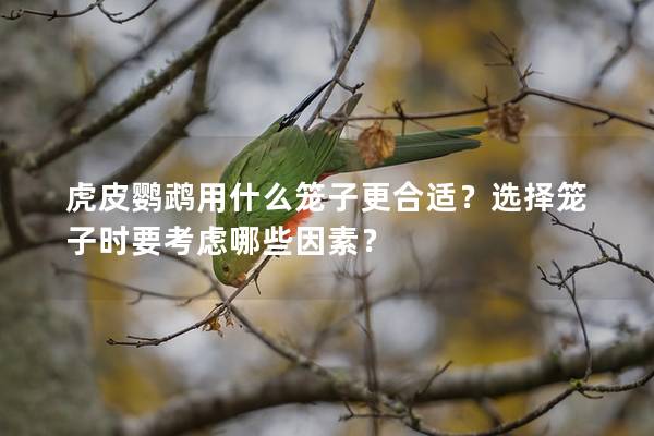 虎皮鹦鹉用什么笼子更合适？选择笼子时要考虑哪些因素？